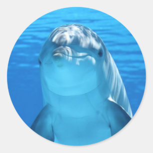 Happy Dolphin Ocean Stickers