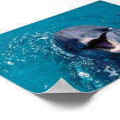 Happy Dolphin Poster (Ecke)