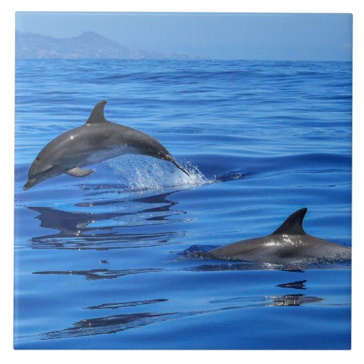 Happy Dolphins Fliese (Vorderseite)