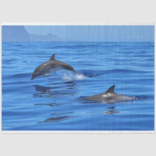 Happy Dolphins Seidenpapier