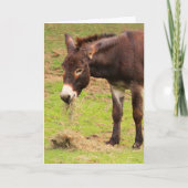 Happy Donkey Birthday Karte (Vorderseite)