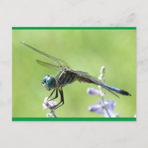Happy DragonFly Postkarte