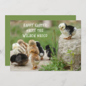 Happy Easter Baby Chicks Grußkarte Einladung (Vorne/Hinten)