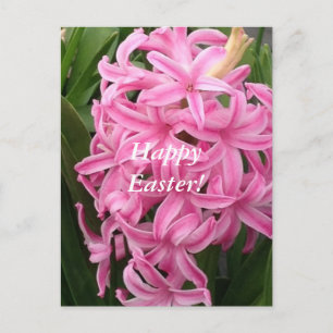 Happy Easter Pink Hyacinths Flower Postcards Feiertagspostkarte