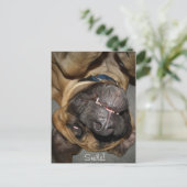 Happy Face - Funny English Mastiff Dog Foto Postkarte (Stehend Vorderseite)