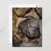 Happy Face - Funny English Mastiff Dog Foto Postkarte (Vorne/Hinten)