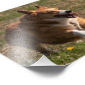 Happy Face Running Corgi Fotodruck (Ecke)