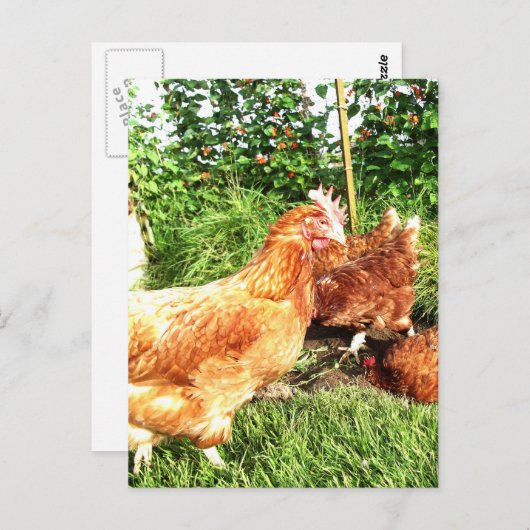 Happy Free Range Ex-Batterie Hühner Postkarte (Vorne/Hinten)