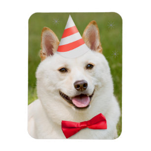 Happy Geburtstag jeder Shiba Inu Hund in Party Hat Magnet