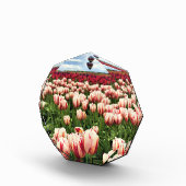 Happy Generation Tulip Field, Oregon Fotoblock (Rechts)