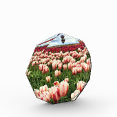 Happy Generation Tulip Field, Oregon Fotoblock (Links)