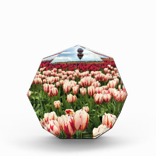 Happy Generation Tulip Field, Oregon Fotoblock