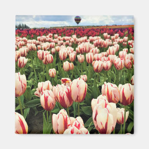 Happy Generation Tulip Field, Oregon Magnet