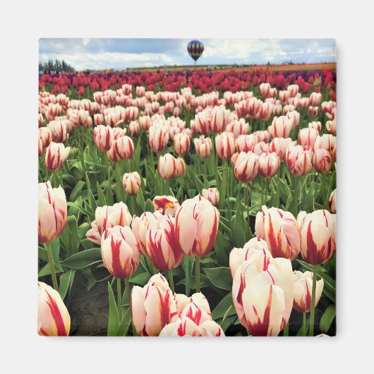 Happy Generation Tulip Field, Oregon Magnet (Vorne)