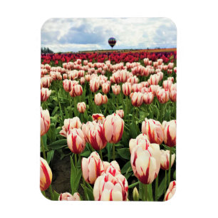 Happy Generation Tulip Field, Oregon Magnet