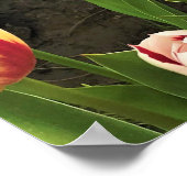 Happy Generation Tulip Field, Oregon Poster (Ecke)