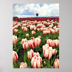 Happy Generation Tulip Field, Oregon Poster