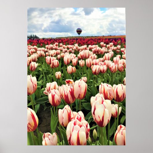 Happy Generation Tulip Field, Oregon Poster (Vorne)
