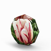 Happy Generation Tulip Fotoblock (Rechts)