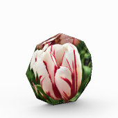 Happy Generation Tulip Fotoblock (Links)