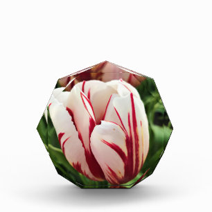 Happy Generation Tulip Fotoblock