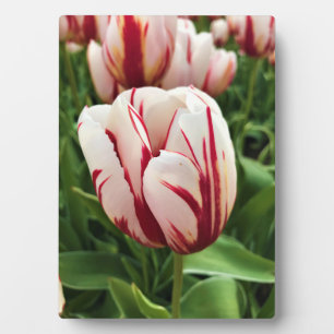 Happy Generation Tulip Fotoplatte