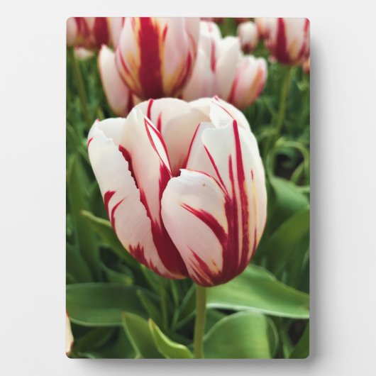 Happy Generation Tulip Fotoplatte (Vorderseite)