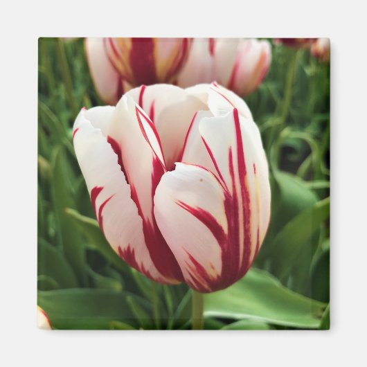 Happy Generation Tulip Magnet (Vorne)