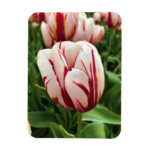 Happy Generation Tulip Magnet