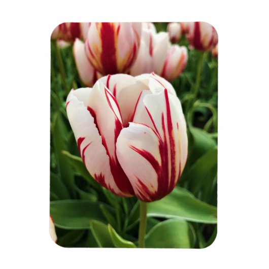 Happy Generation Tulip Magnet (Vertikal)