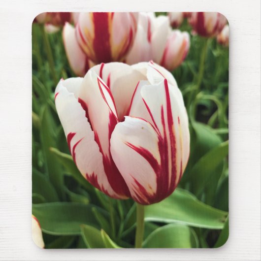 Happy Generation Tulip Mousepad (Vorne)