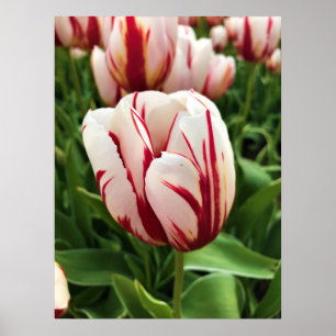 Happy Generation Tulip Poster