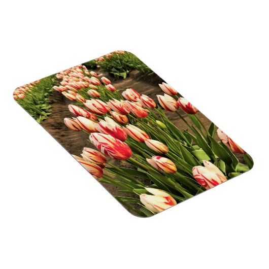 Happy Generation Tulips Magnet (Rechte Seite)
