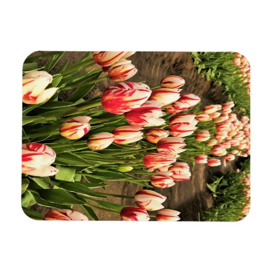 Happy Generation Tulips Magnet (Horizontal)