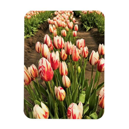 Happy Generation Tulips Magnet (Vertikal)