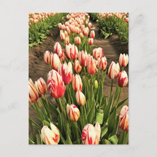 Happy Generation Tulips Postkarte (Vorderseite)