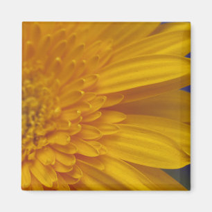 Happy Gerber Square Magnet