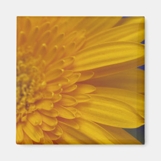 Happy Gerber Square Magnet