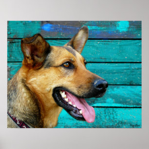 Happy German Shepherd Dog Poster
