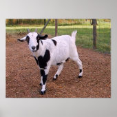 Happy Goat Poster (Vorne)