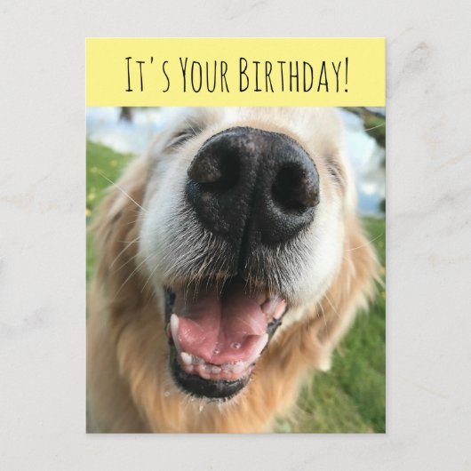 Happy Golden Retriever Hund Geburtstagsfeier Postkarte (Vorderseite)