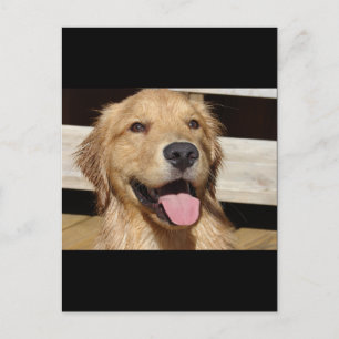 Happy Golden Retriever Postkarte