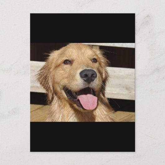 Happy Golden Retriever Postkarte (Vorderseite)