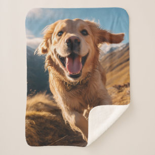 Happy Golden Retriever Running Sherpadecke