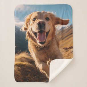 Happy Golden Retriever Running Sherpadecke