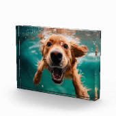 Happy Golden Retriever Schwimmen unter Wasser Fotoblock (Rechts)
