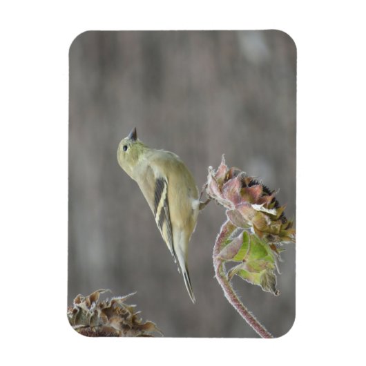 Happy Goldfinch und Sonnenblumen Magnet (Vertikal)