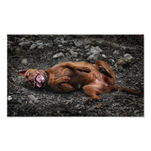 Happy Goofy Chocolate Labrador Pit Mix Dog 2 Fotodruck