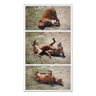 Happy Goofy Chocolate Labrador Pit Mix Dog Triptyc Fotodruck