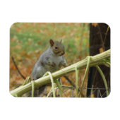 Happy Gray Squirrel Magnet (Horizontal)
